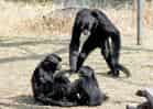 動物図鑑・フクロテナガザルの写真 11